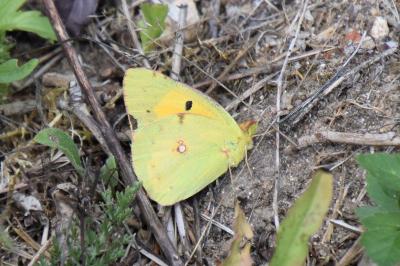 <i>Colias crocea</i>