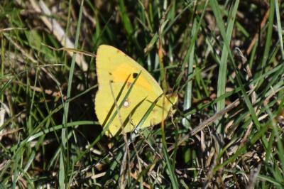 <i>Colias crocea</i>