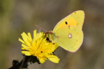 <i>Colias crocea</i>