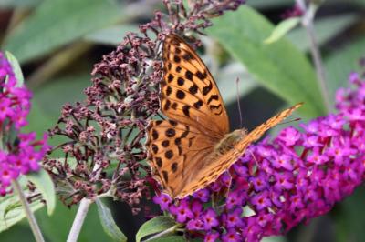 <i>Argynnis paphia</i>