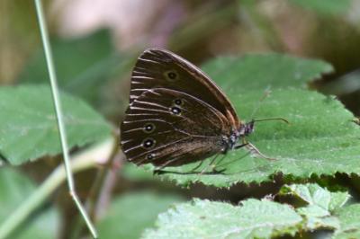 <i>Aphantopus hyperantus</i>