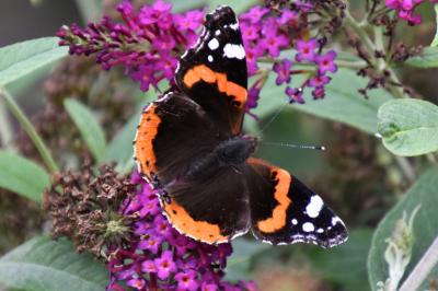 <i>Vanessa atalanta</i>