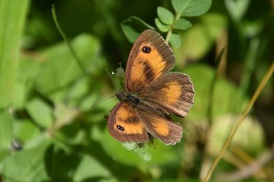 <i>Pyronia tithonus</i>