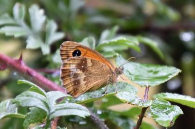<i>Pyronia tithonus</i>