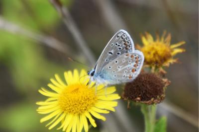 <i>Polyommatus icarus</i>