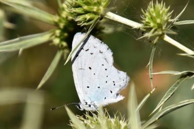<i>Celastrina argiolus</i>