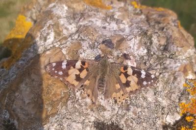 <i>Vanessa cardui</i>