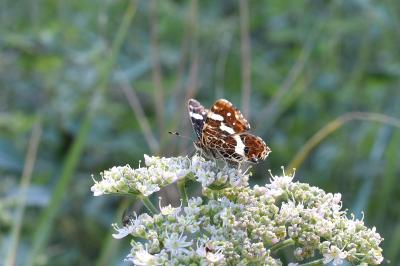 <i>Araschnia levana</i>