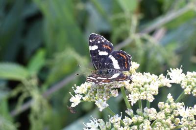 <i>Araschnia levana</i>