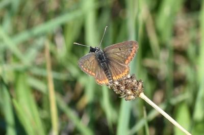 <i>Aricia agestis</i>