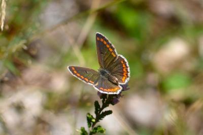 <i>Aricia agestis</i>