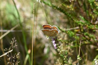 <i>Aricia agestis</i>