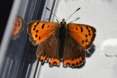 <i>Lycaena phlaeas</i>