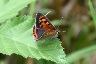 <i>Lycaena phlaeas</i>