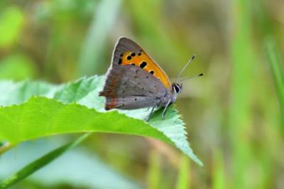 <i>Lycaena phlaeas</i>