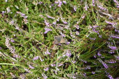 <i>Lycaena tityrus</i>