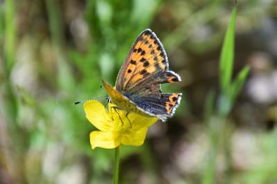 <i>Lycaena tityrus</i>