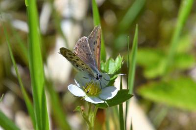 <i>Lycaena tityrus</i>