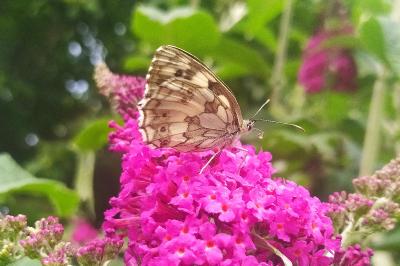 <i>Melanargia galathea</i>