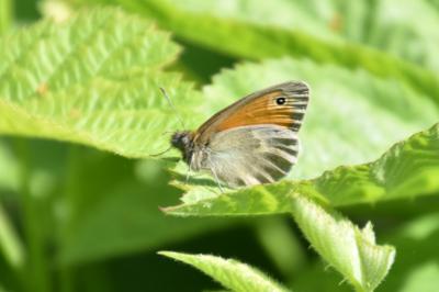 <i>Coenonympha pamphilus</i>