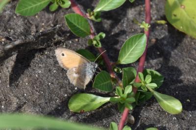 <i>Coenonympha pamphilus</i>