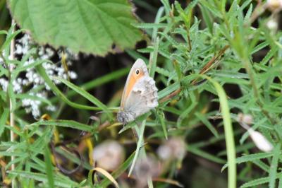 <i>Coenonympha pamphilus</i>