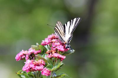 <i>Iphiclides podalirius</i>