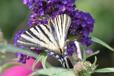 <i>Iphiclides podalirius</i>