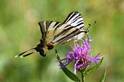 <i>Iphiclides podalirius</i>
