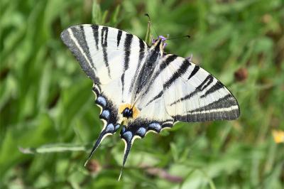 <i>Iphiclides podalirius</i>