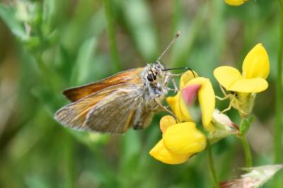 <i>Thymelicus sylvestris</i>