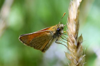 <i>Thymelicus sylvestris</i>