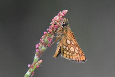 <i>Carterocephalus palaemon</i>