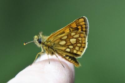 <i>Carterocephalus palaemon</i>