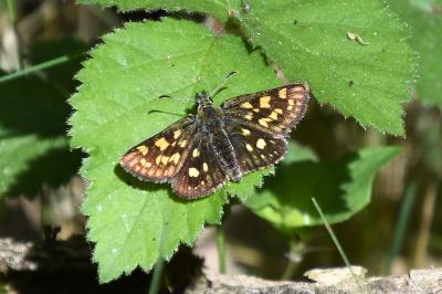 <i>Carterocephalus palaemon</i>