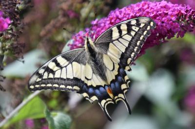 <i>Papilio machaon</i>