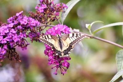 <i>Papilio machaon</i>