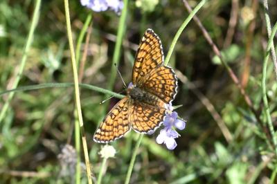 <i>Melitaea cinxia</i>