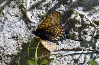 <i>Melitaea cinxia</i>