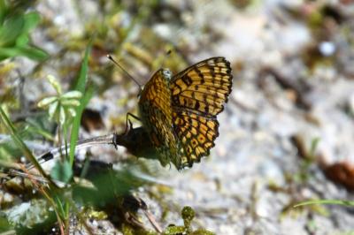 <i>Melitaea cinxia</i>
