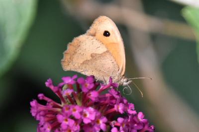 <i>Maniola jurtina</i>