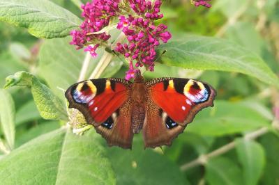 <i>Aglais io</i>