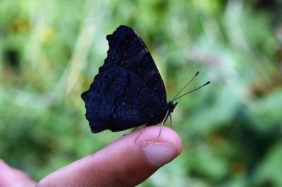 <i>Aglais io</i>