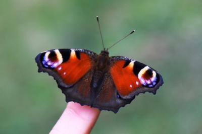 <i>Aglais io</i>
