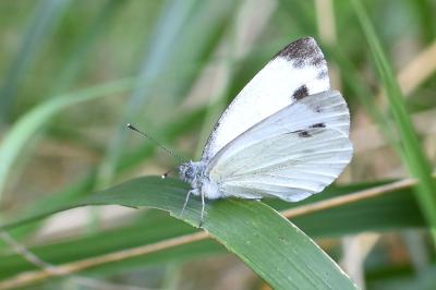 <i>Pieris rapae</i>