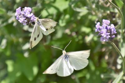 <i>Pieris rapae</i>