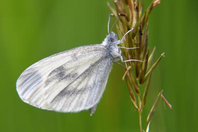 <i>Leptidea sinapis</i>
