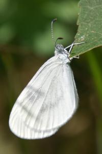 <i>Leptidea sinapis</i>