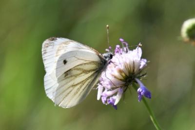 <i>Pieris napi</i>