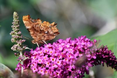 <i>Polygonia c-album</i>